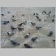 114louvre_museum_doves.html